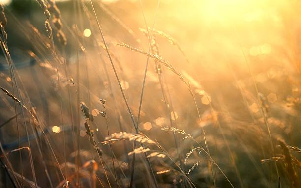 istock Summer grassland with bokeh, blur and golden sunlight 474702056