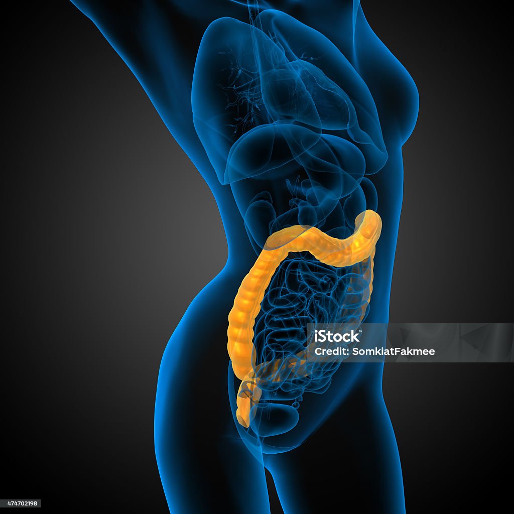 3d render medical illustration of the human larg intestine 3d render medical illustration of the human larg intestine - side view 2015 Stock Photo