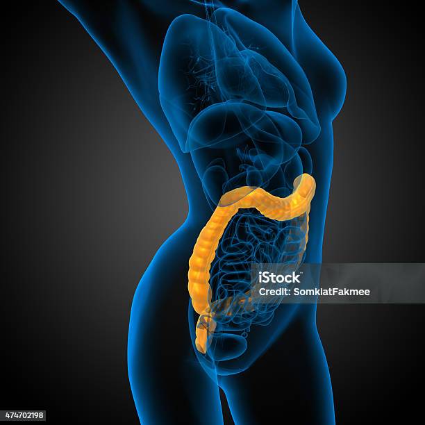 3d Render Medical Illustration Of The Human Larg Intestine Stock Photo - Download Image Now