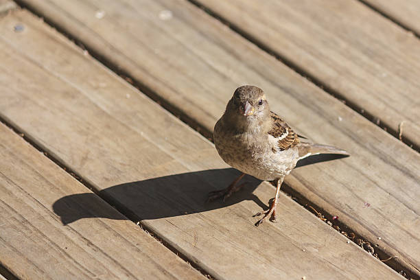 istock female house sparrow 474702548