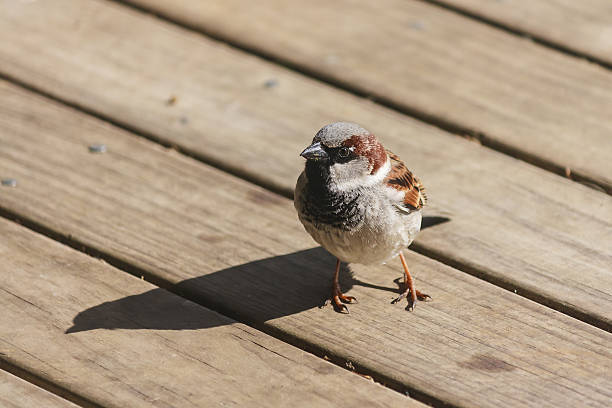 istock male sparrow on wooden boards 474702552
