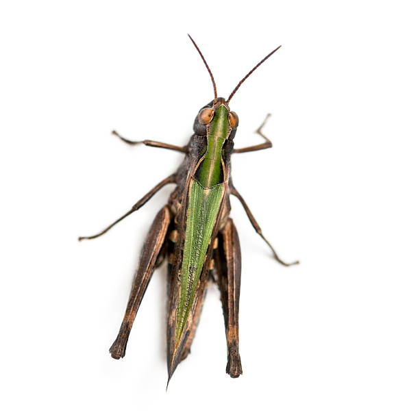 istock Woodland Grasshopper viewed from up high, Omocestus rufipes 474702847