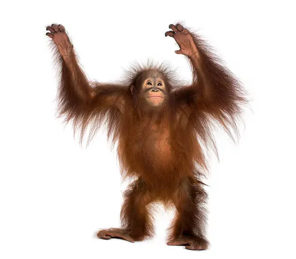 Young Bornean orangutan standing, reaching up, Pongo pygmaeus, 18 months old, isolated on white