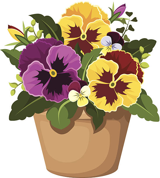 Pansy flowers in a pot. Vector illustration. Yellow and purple pansy flowers and green leaves in a clay pot. Vector illustration. viola tricolor stock illustrations