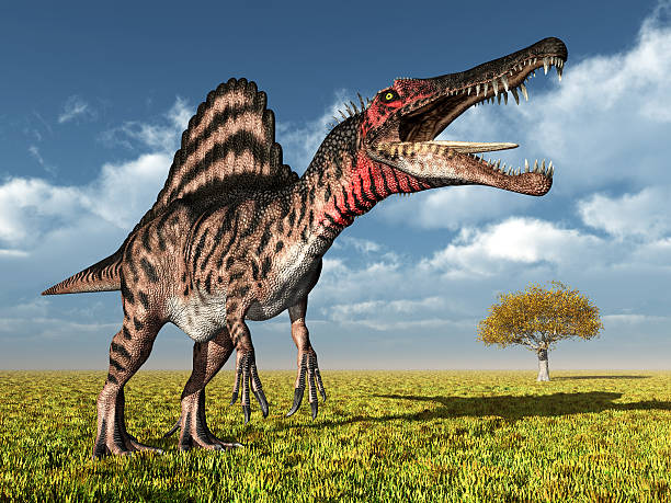 Dinosaur Spinosaurus Computer generated 3D illustration with the Dinosaur Spinosaurus spinosaurus stock pictures, royalty-free photos & images