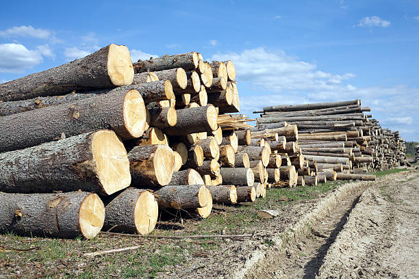 istock Many pine logs stacked outdoor 474704838