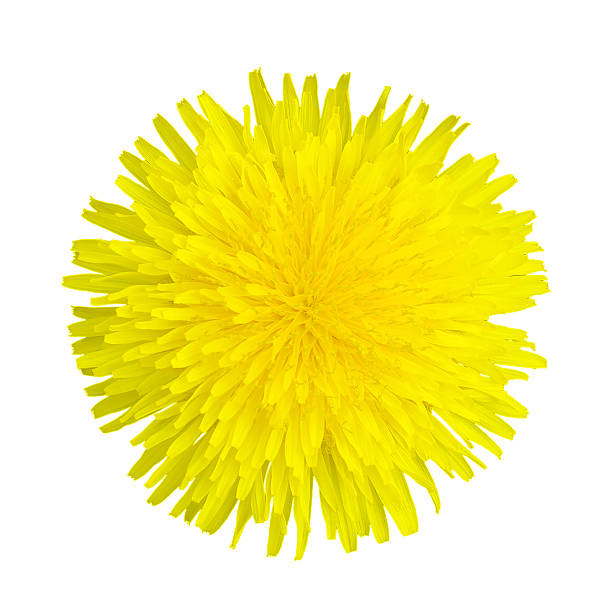 istock Yellow dandelion officinale isolated on white top view 474704948
