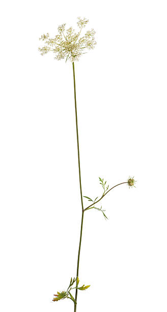 istock Wild flowering plant, isolated on white 474705305