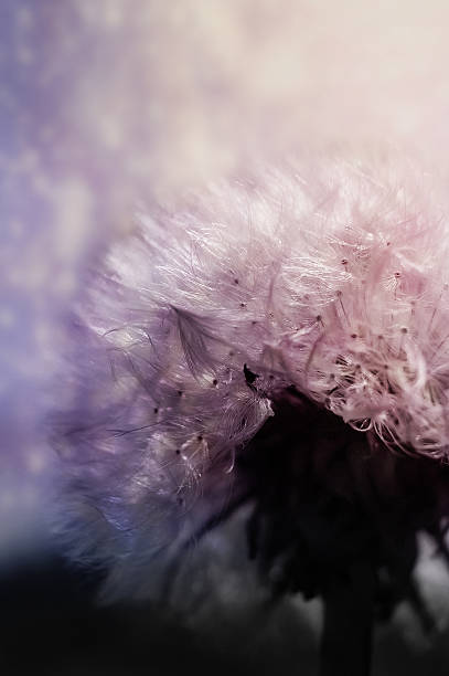 istock Morning glow on fluffy dandelion, romantic color 474705707