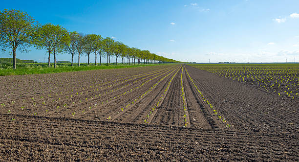 istock Vegetables growing on a sunny field in spring 474705980