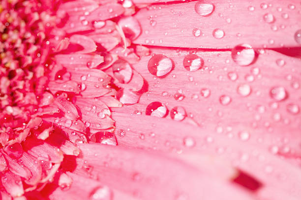 istock pink gerbera daisy flower with water drops 474706016