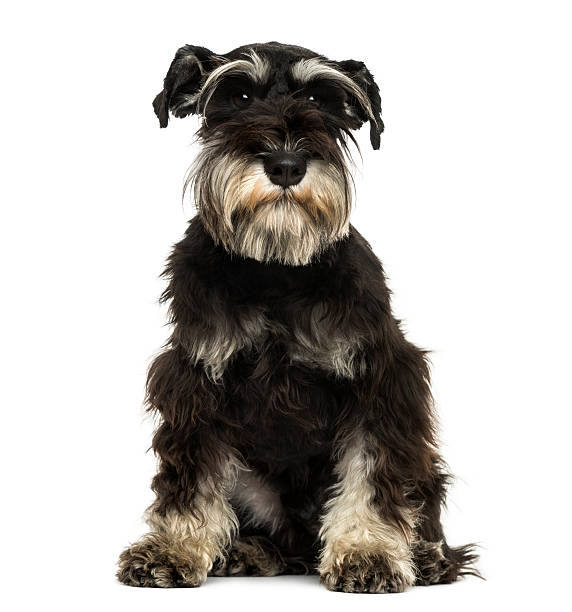 istock Miniature Schnauzer sitting, looking at the camera 474706167