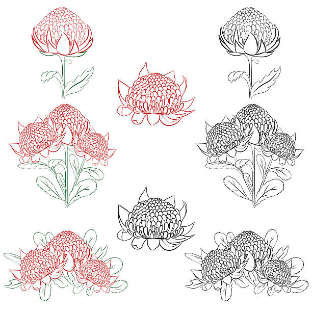 Waratah Australian flower. Color and ink outline isolated on white Vector illustration of Waratah or Telopea. Australian native bush flower. Color and black and white outline isolated on white. telopea stock illustrations