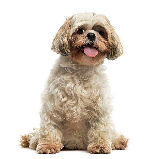 Shih tzu sitting, panting, looking at the camera Front view of a Shih tzu sitting, panting, looking at the camera, isolated on white tibetan lion dog stock pictures, royalty-free photos & images