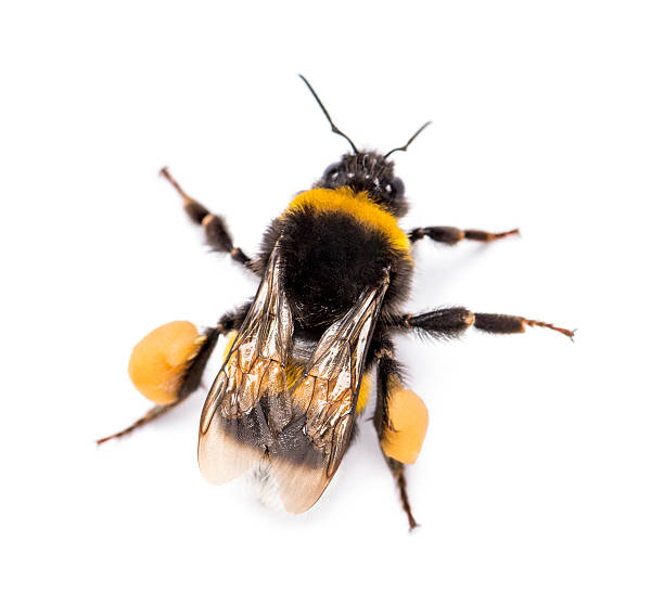 istock View from up high of a Buff-tailed bumblebee, Bombus terrestris 474707023