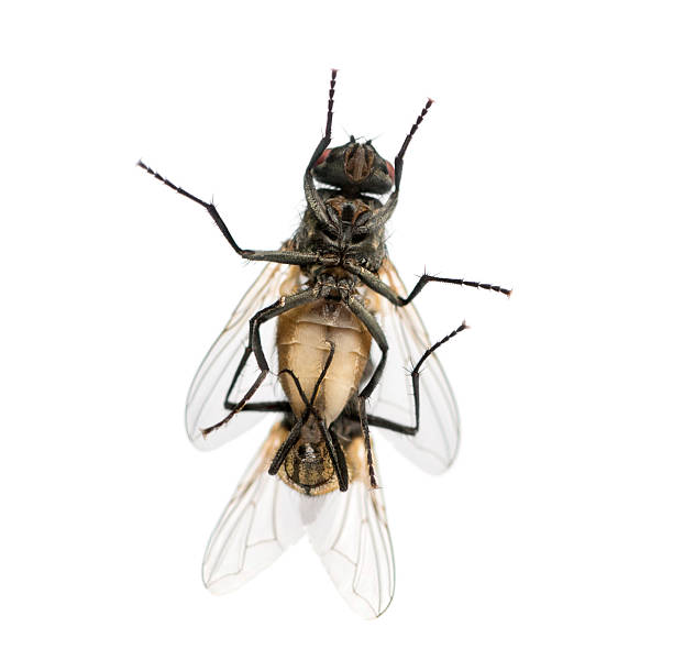 istock View from below of two House flies copulating, Muscidae 474707035