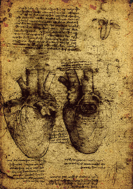 Anatomy art