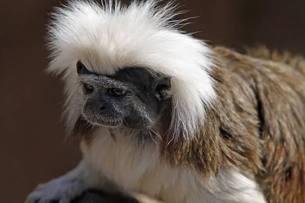 Cottontop tamarin