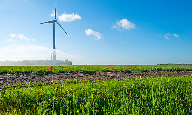 istock Water cannon irrigating a field with tulips in spring 474709722