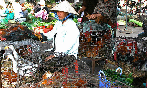 vendre des canards de couleur - vietnam market asia bird photos et images de collection