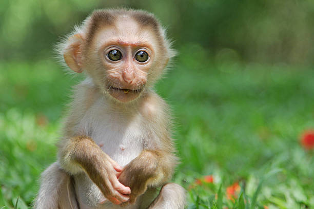 istock Close up of a little monkey sitting on grasses 474710124