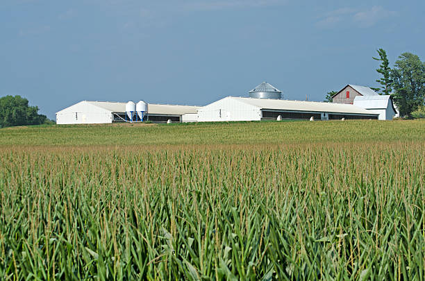 istock hog containment facility on Iowa farm 474710165