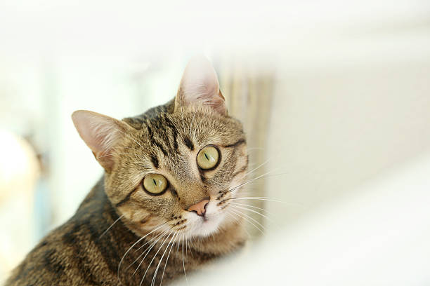 istock Beautiful shorthair cat 474710896