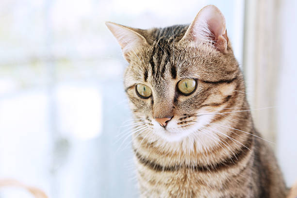 istock Beautiful shorthair cat near window 474710958