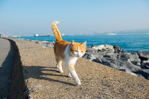 A cat walks alongside the Bosphorus Strait in Istanbul, Turkey