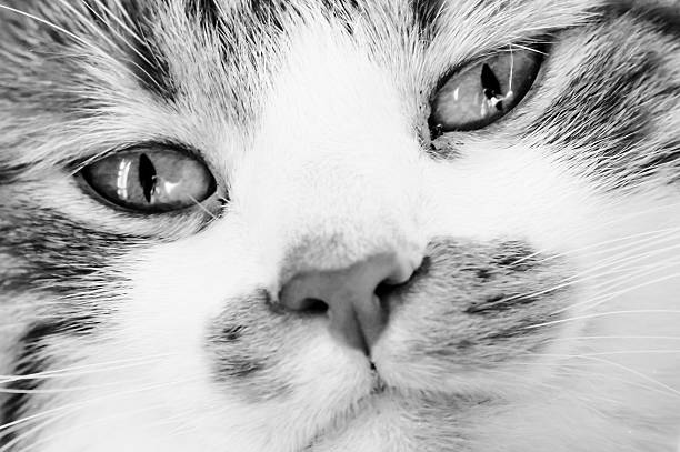 istock Cat face black and white close up 474711166
