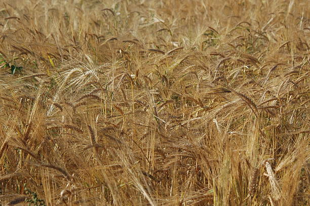 rye Campo - foto de stock