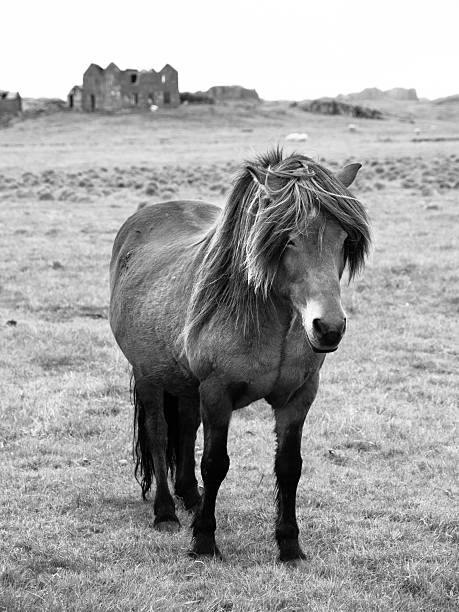 Icelandic horse on the meadow