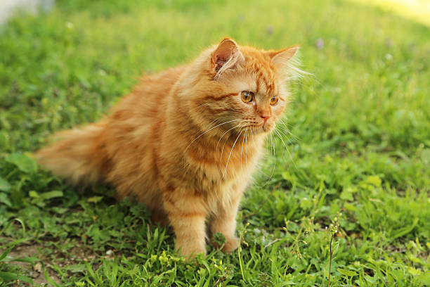 istock Redhead long hair cat on grass 474712004