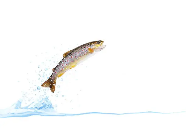 jumping out from water on white background trout