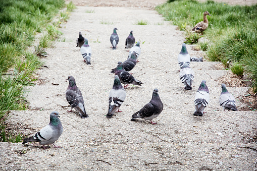 Group of pigeons in the city park.