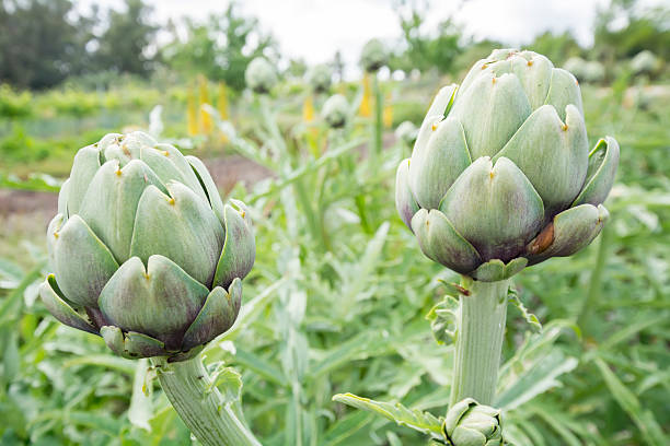 istock Artichokes on the plant, Cynara cardunculus 474715146