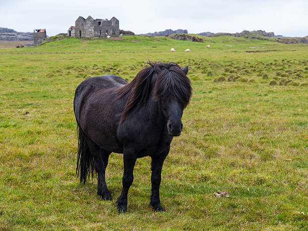 istock Black icelandic horse 474715234