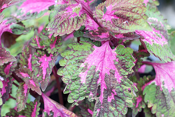 istock Pink fern with the nature 474715240