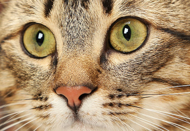 istock Beautiful shorthair cat 474715288