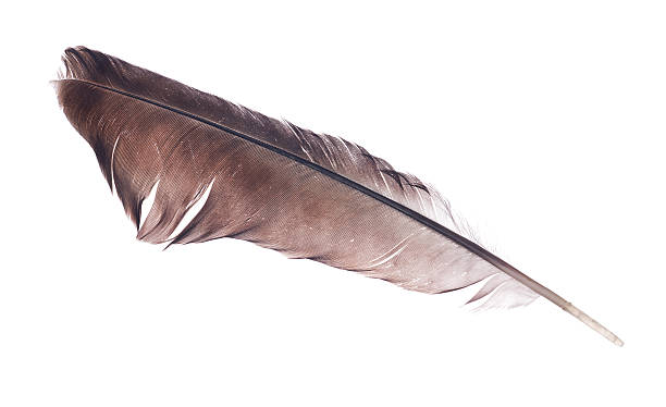 istock dark brown bird feather isolated on white 474716044