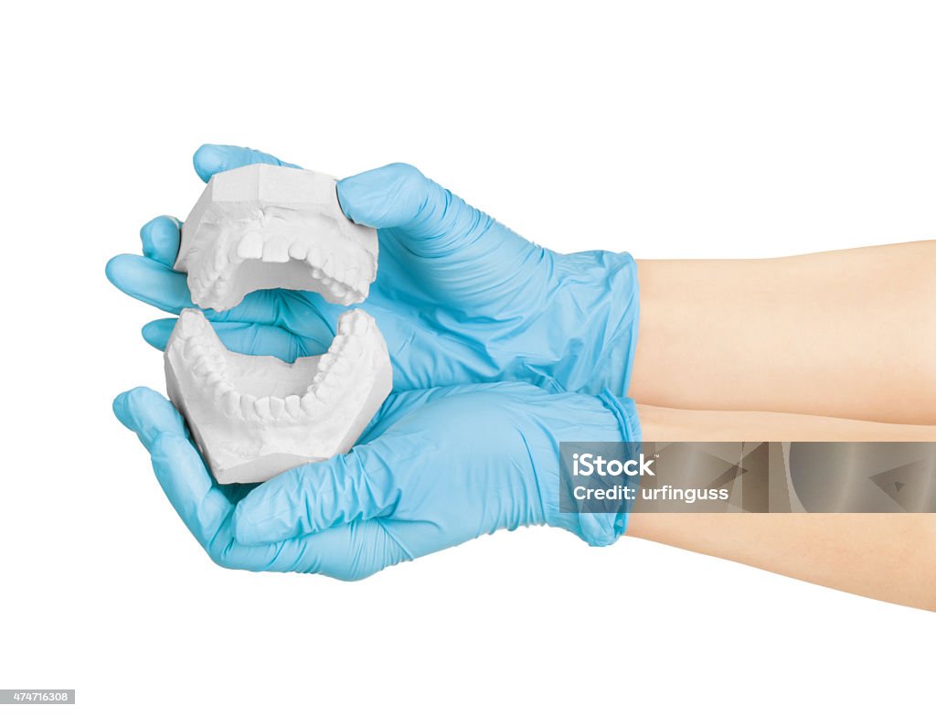 hands holding dental gypsum models, dental concept 2015 Stock Photo