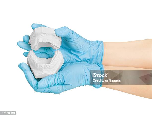 Hands Holding Dental Gypsum Models Dental Concept Stock Photo - Download Image Now - 2015, Artificial, Bent