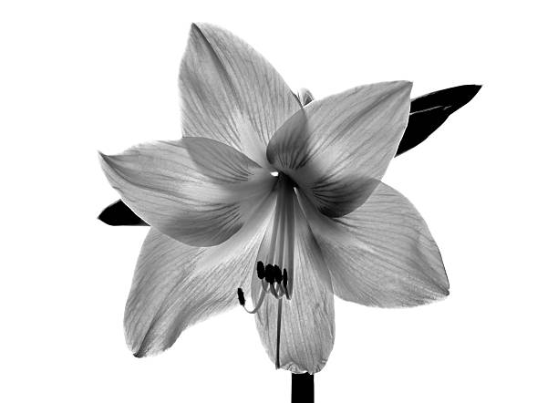 istock Amarilis flower in black and white 474717711