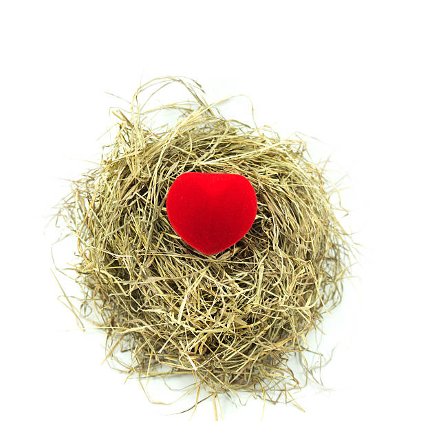 istock Red heart in nest 474718688