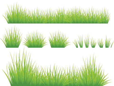 Set of Green Grass Isolated on White. EPS8.