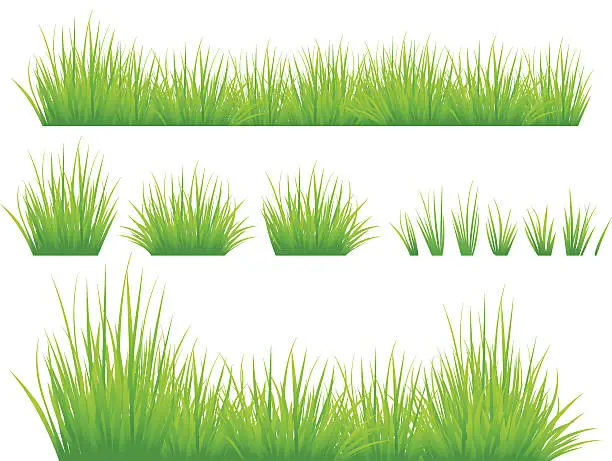 Vector illustration of Spring Grass