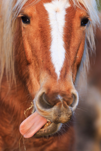 close up on a horse pulling the tongue