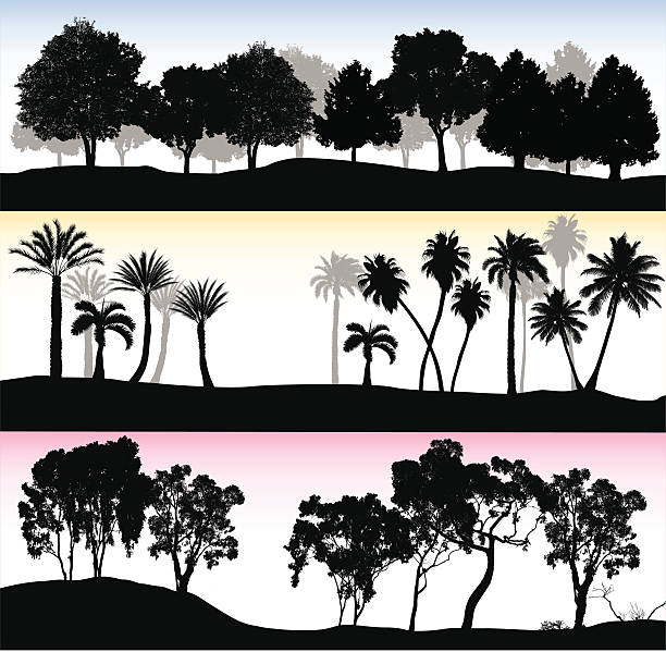 ilustraciones, imágenes clip art, dibujos animados e iconos de stock de treelines trio - eucalyptus tree