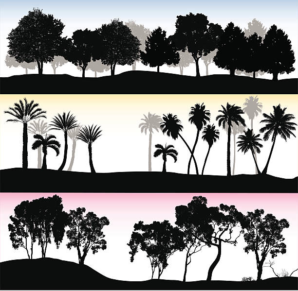 Treelines Trio vector illustration of treelines. Three different treeline, one with leafy trees, one with palm, and the other with eucalyptus trees. eucalyptus tree silhouette stock illustrations