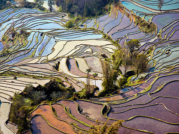 istock Flooded rice fields in South China 474719214